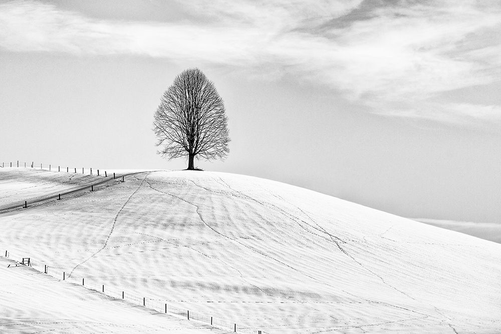 Single Tree art print by Jrmgard Sonderer for $57.95 CAD