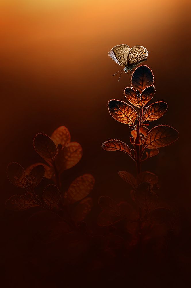 Golden Light art print by Edy Pamungkas for $57.95 CAD