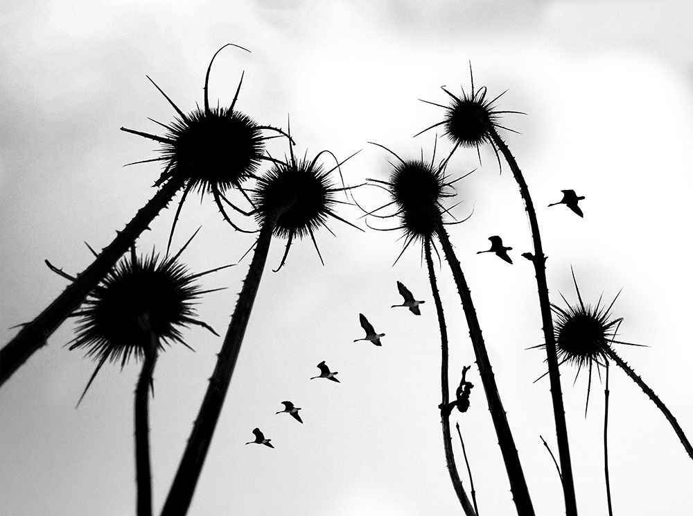 Silhouette Of Common Teasel Plant art print by Raghuvamsh Chavali for $57.95 CAD