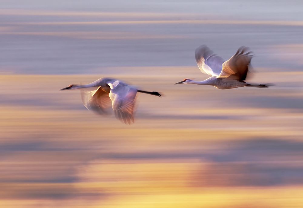 Wingspan art print by Leechee Z for $57.95 CAD