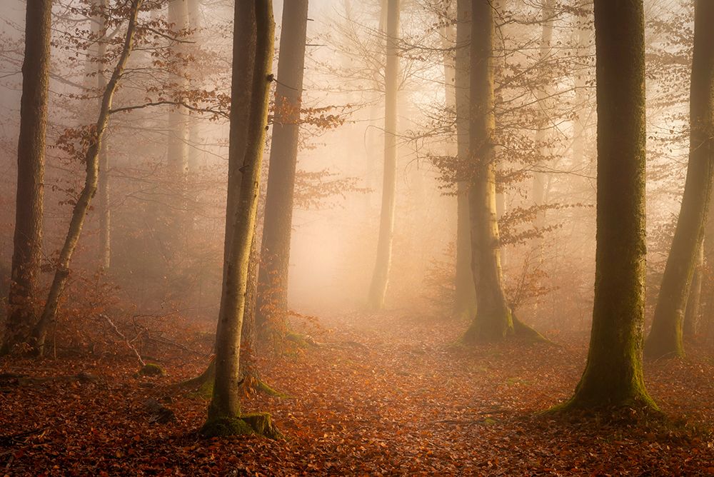 November Forest art print by Norbert Maier for $57.95 CAD