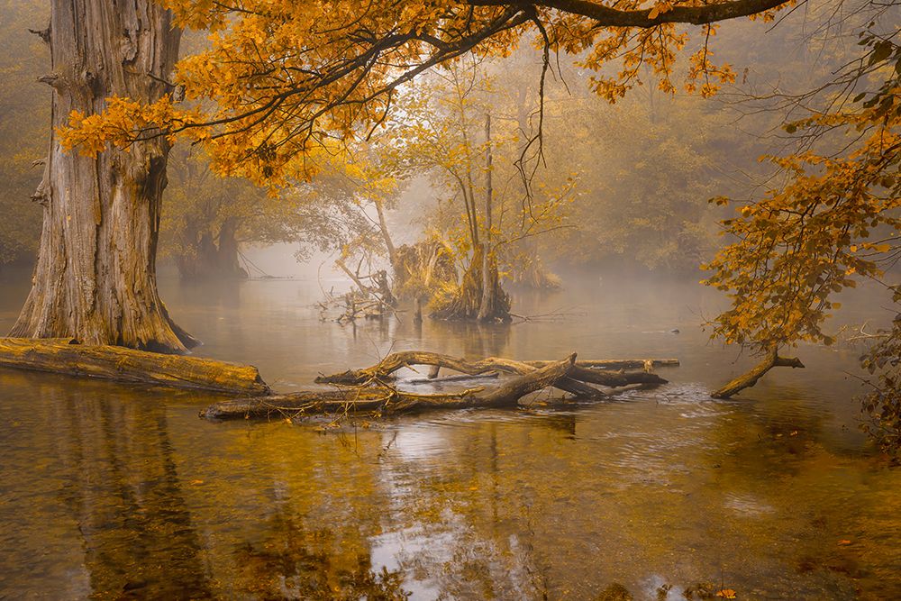 Alone In The Swamp art print by Norbert Maier for $57.95 CAD