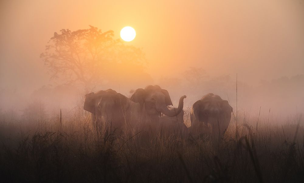 Mornings art print by Swapnil for $57.95 CAD