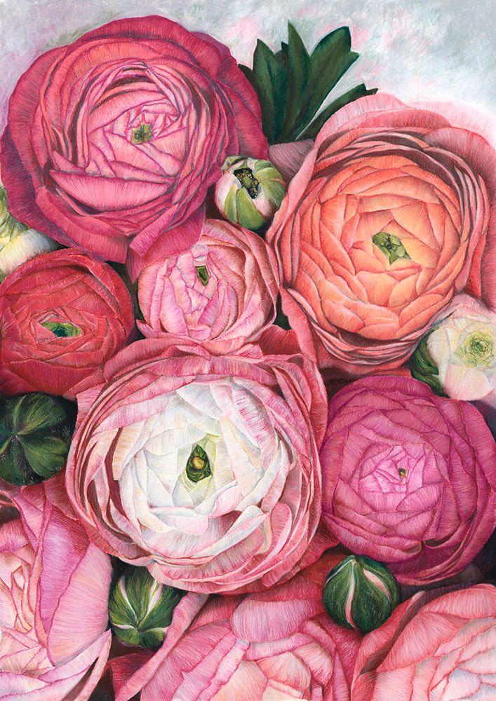 Arleth ranunculus bouquet in warm pink art print by Rosana Laiz Blursbyai for $57.95 CAD