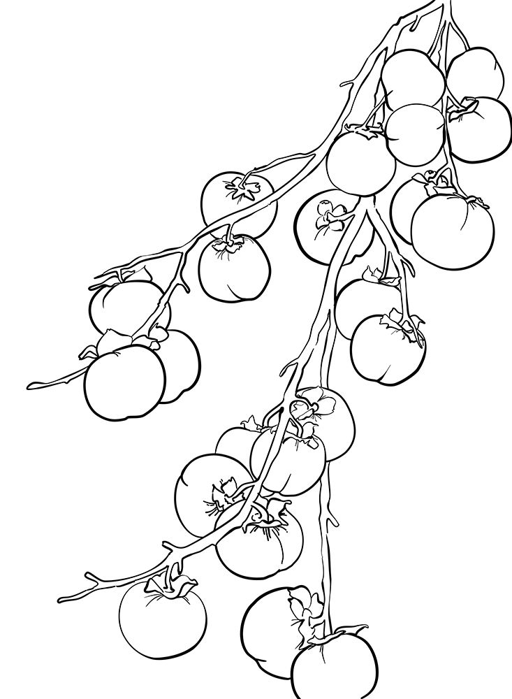 Branch of persimmons art print by Rosana Laiz Blursbyai for $57.95 CAD