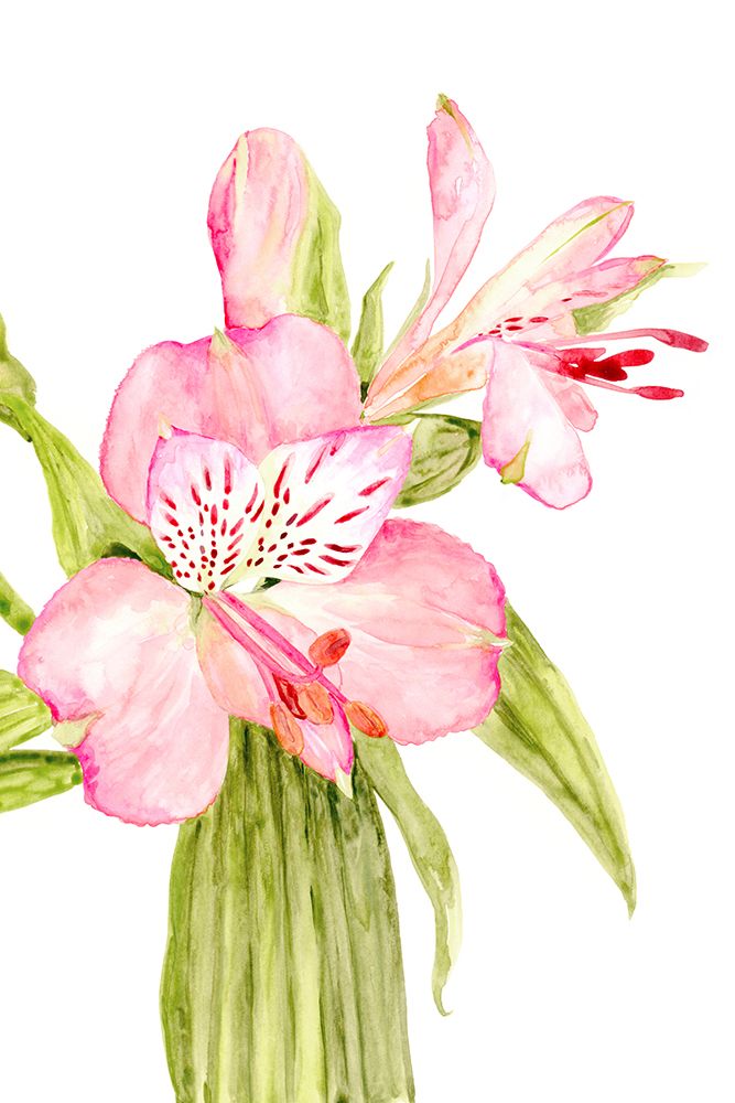 Pink watercolor alstroemeria art print by Rosana Laiz Blursbyai for $57.95 CAD