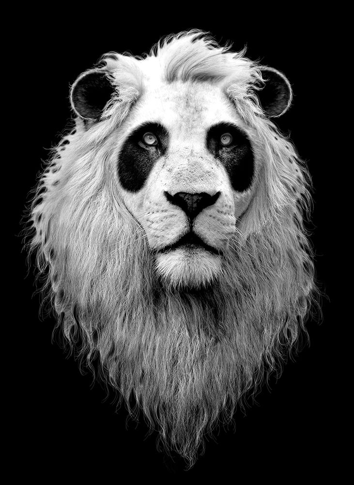 PANDALION art print by Adam Lawless for $57.95 CAD