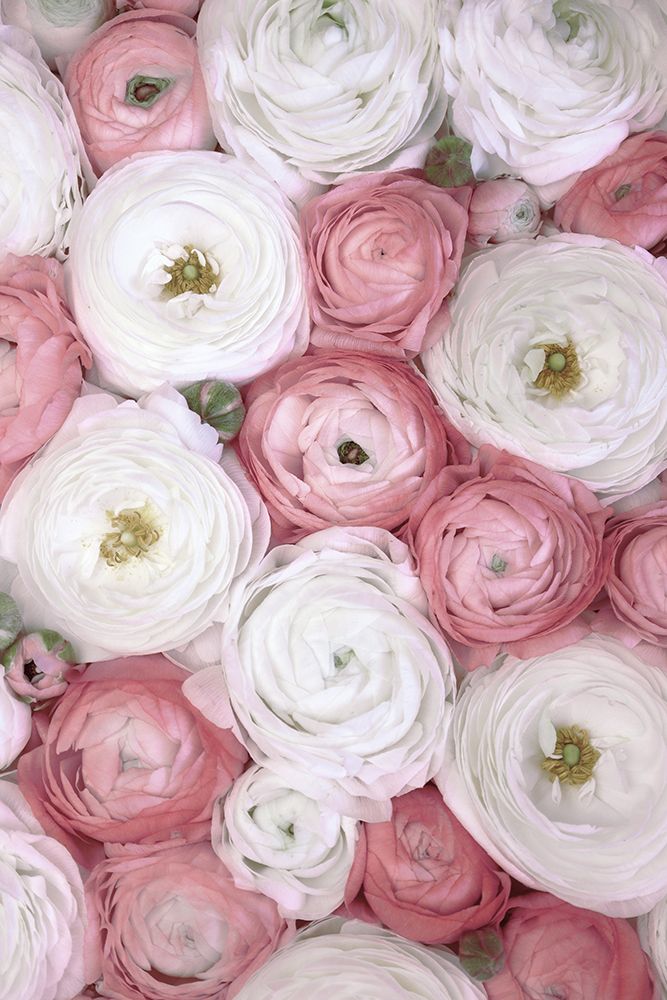 Scattered Ranunculus In Muted Pink I art print by Rosana Laiz Blursbyai for $57.95 CAD