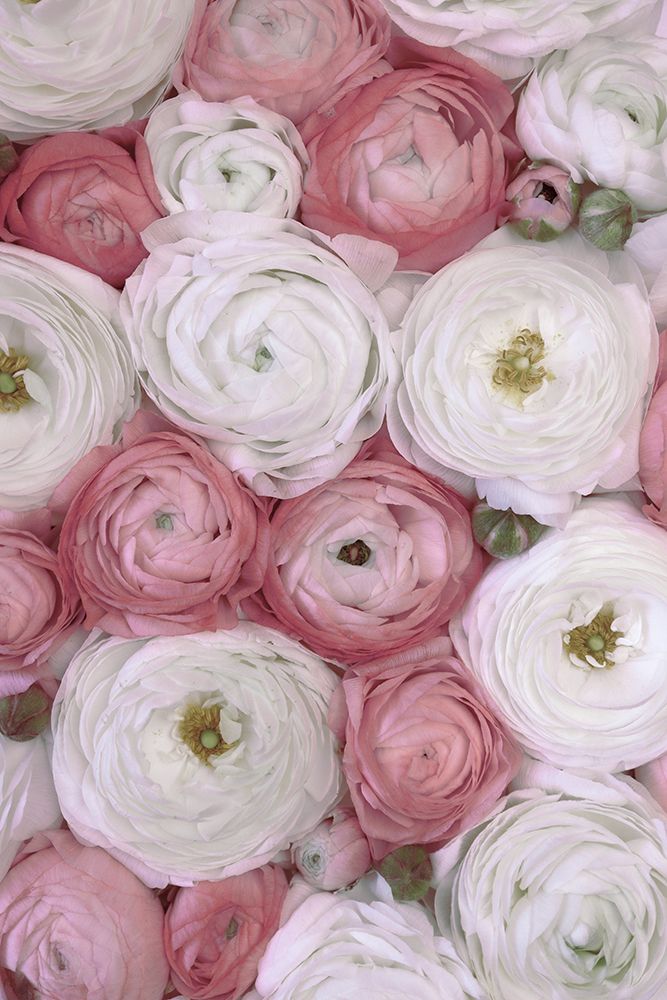 Scattered Ranunculus In Muted Pink Ii art print by Rosana Laiz Blursbyai for $57.95 CAD