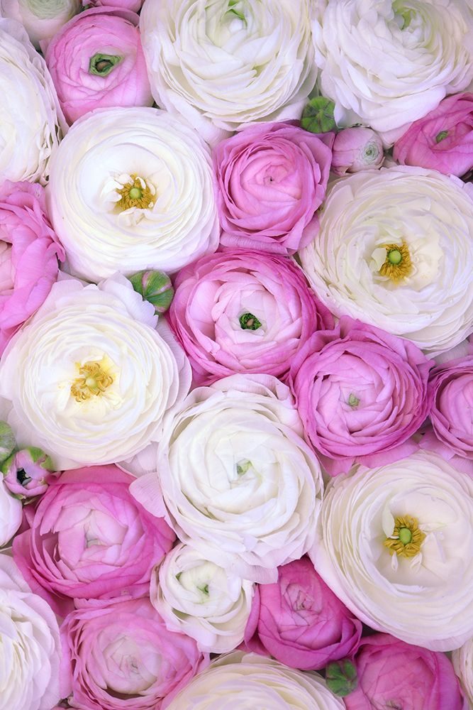 Scattered Ranunculus In Pink Ii art print by Rosana Laiz Blursbyai for $57.95 CAD