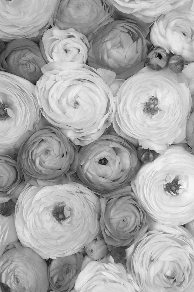 Scattered Ranunculus Grayscale Ii art print by Rosana Laiz Blursbyai for $57.95 CAD