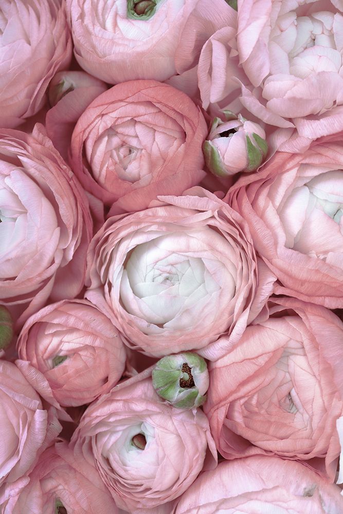 Subdued Blush Ranunculus art print by Rosana Laiz Blursbyai for $57.95 CAD