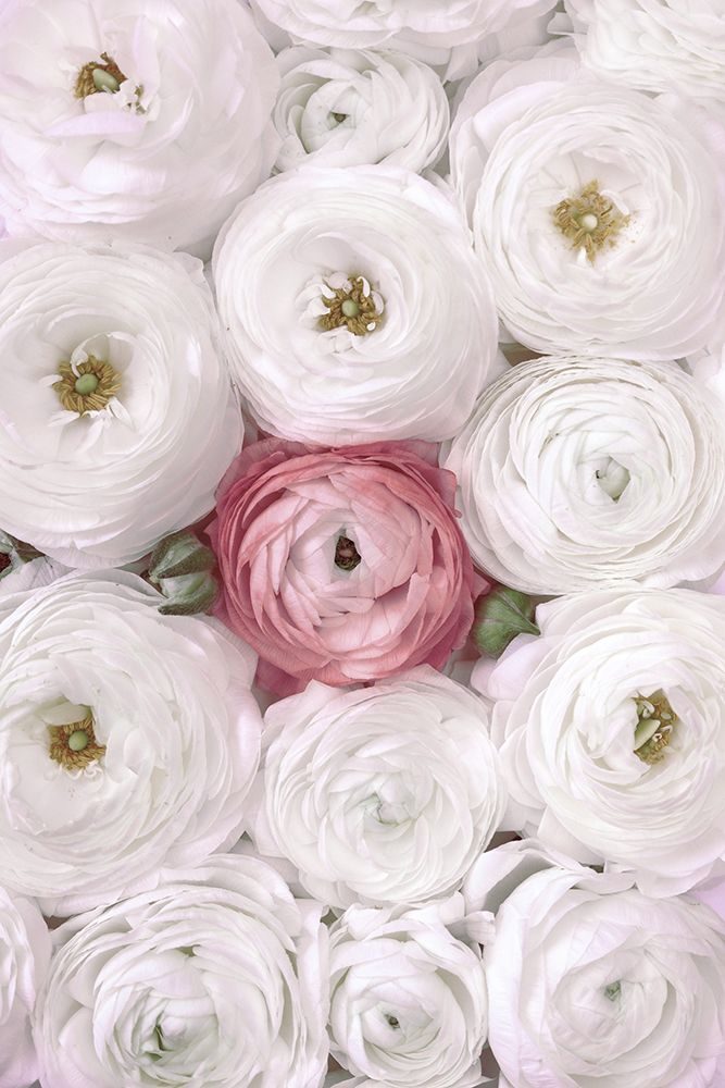 Singular Ranunculus In Blush art print by Rosana Laiz Blursbyai for $57.95 CAD