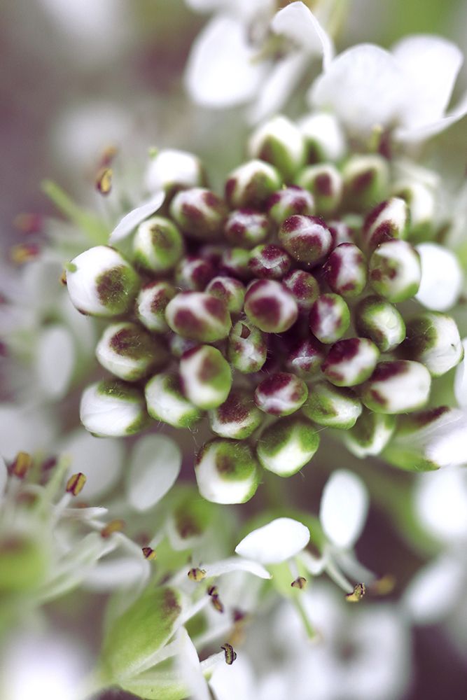 Cluster I art print by Rosana Laiz Blursbyai for $57.95 CAD