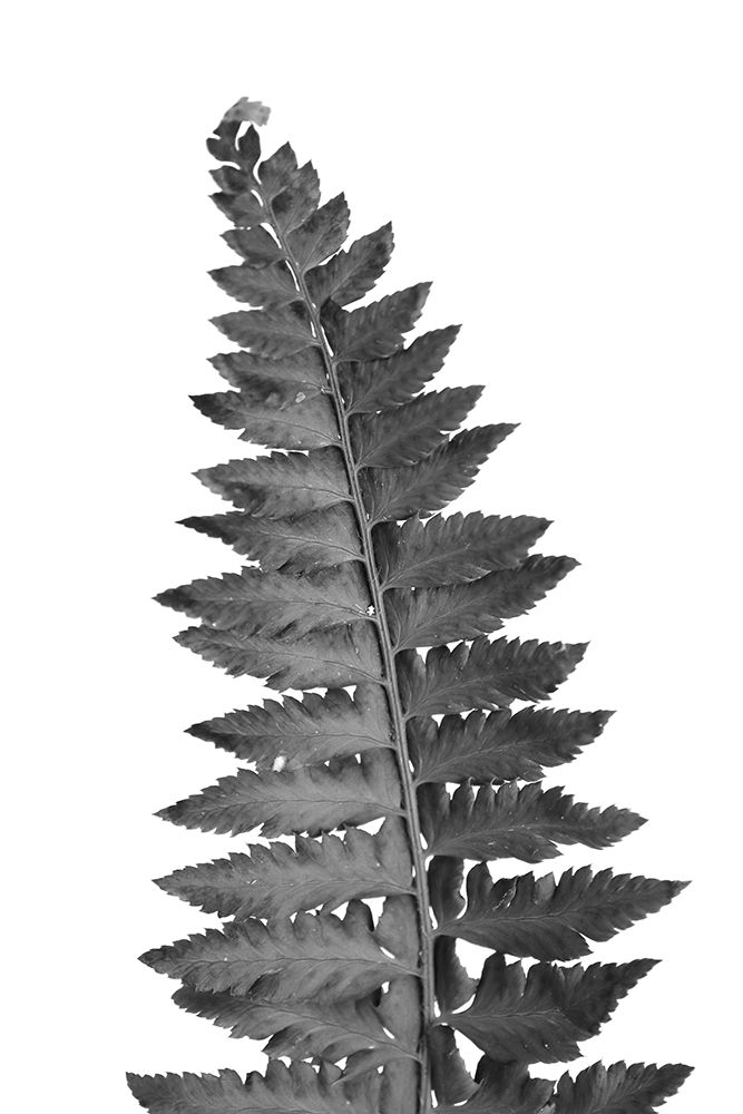 Gray Fern Leaf art print by Rosana Laiz Blursbyai for $57.95 CAD