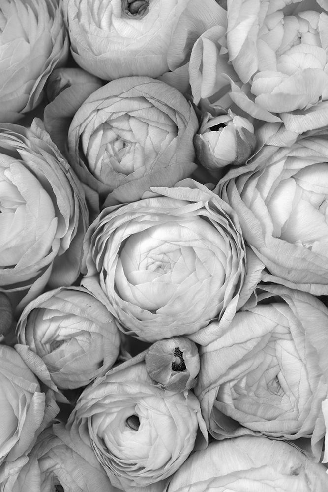 Gray Ranunculus art print by Rosana Laiz Blursbyai for $57.95 CAD