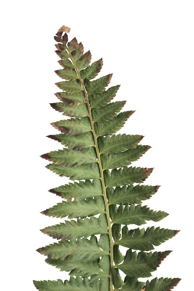 Green Fern art print by Rosana Laiz Blursbyai for $57.95 CAD