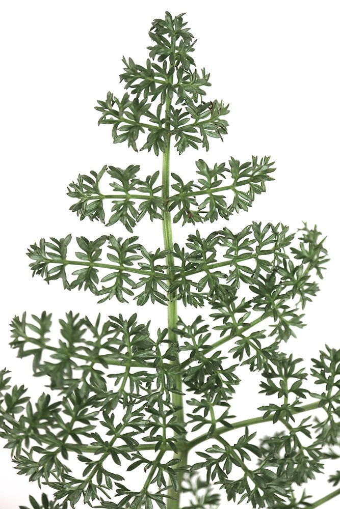 Green Dainty Leaves art print by Rosana Laiz Blursbyai for $57.95 CAD
