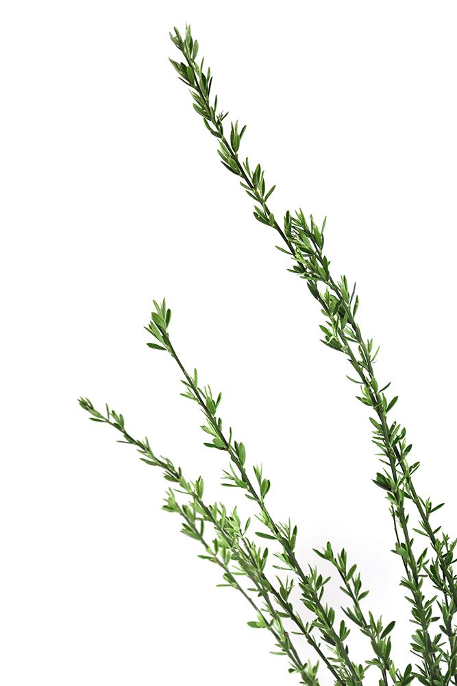 Little Green Branches art print by Rosana Laiz Blursbyai for $57.95 CAD