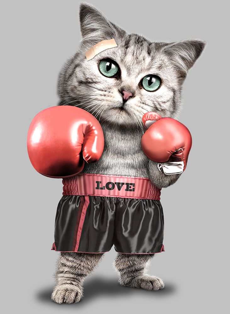 boxing cat art print by Adam Lawless for $57.95 CAD