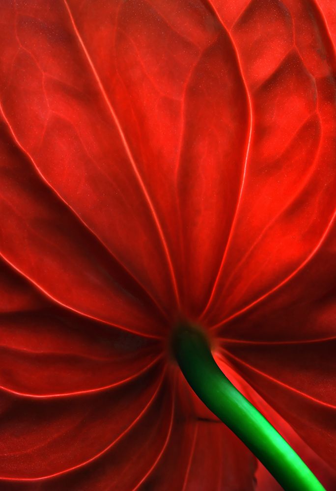 Anthurium Flower art print by Rudra Sen for $57.95 CAD