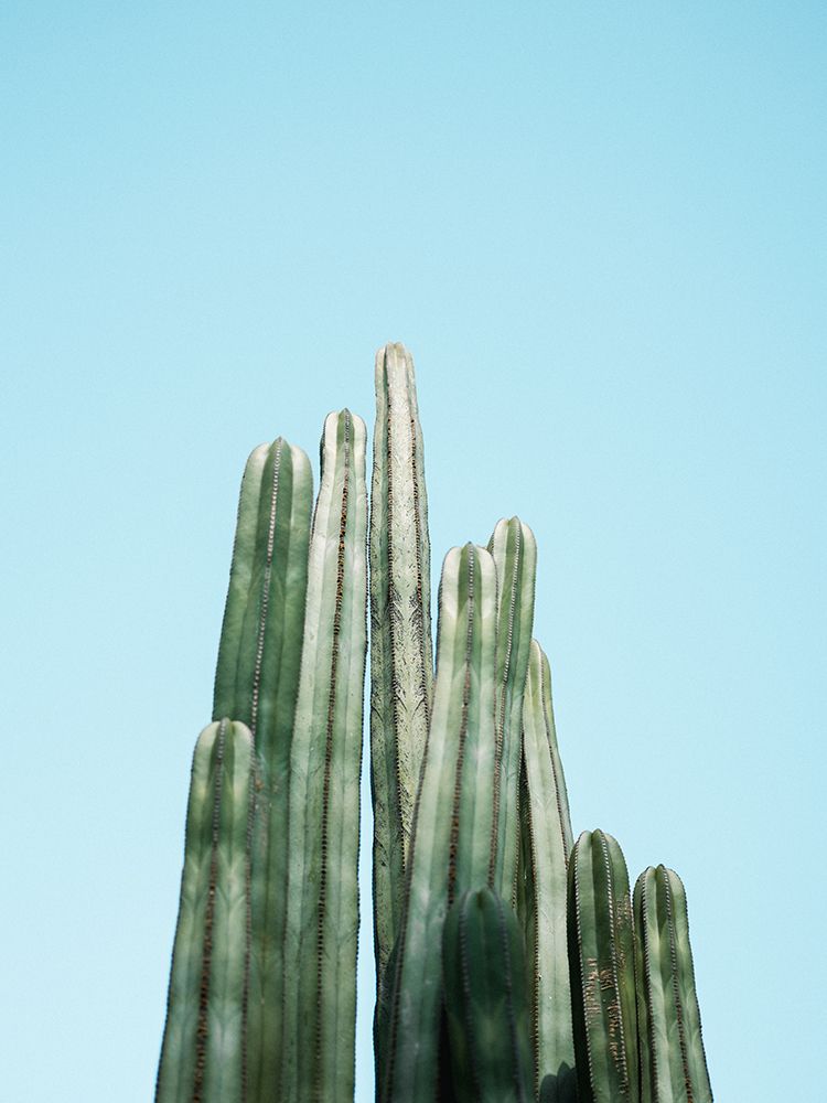 Cacti art print by Raisa Zwart for $57.95 CAD