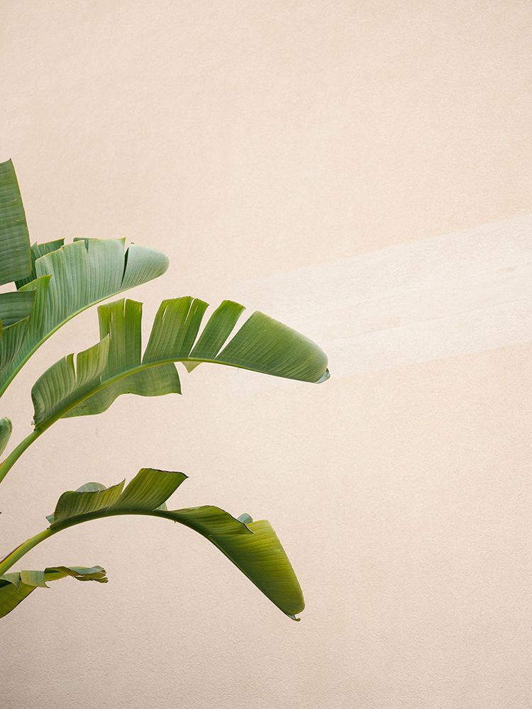 Cannes Banana Plant art print by Raisa Zwart for $57.95 CAD