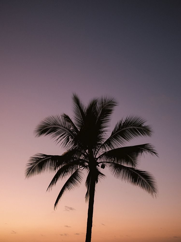 Costa Rica Palm Tree art print by Raisa Zwart for $57.95 CAD