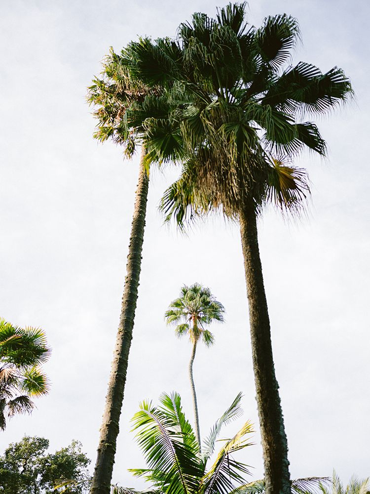 Find Me Under The Palm Tree art print by Raisa Zwart for $57.95 CAD
