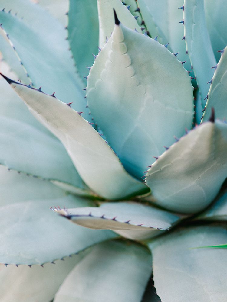 Succulent Green art print by Raisa Zwart for $57.95 CAD