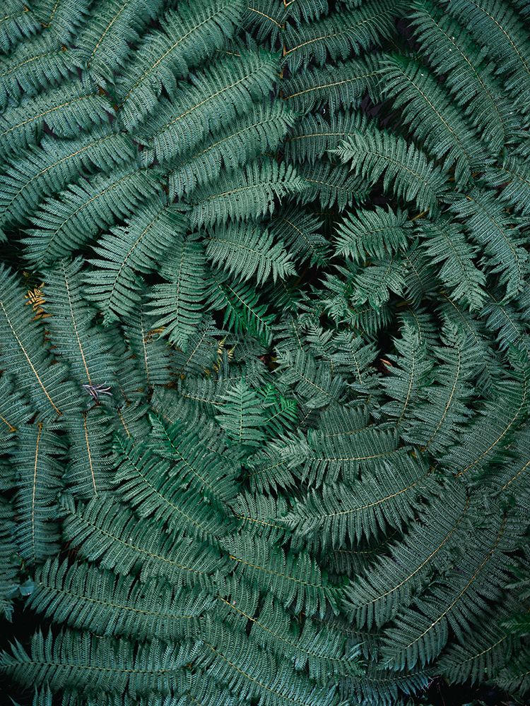 Green Leaves art print by Raisa Zwart for $57.95 CAD