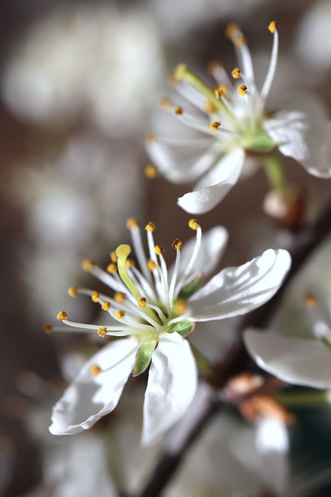 Spring Blooms I art print by Rosana Laiz Blursbyai for $57.95 CAD