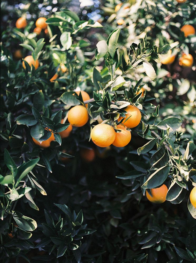 Marrakesh Oranges art print by Raisa Zwart for $57.95 CAD