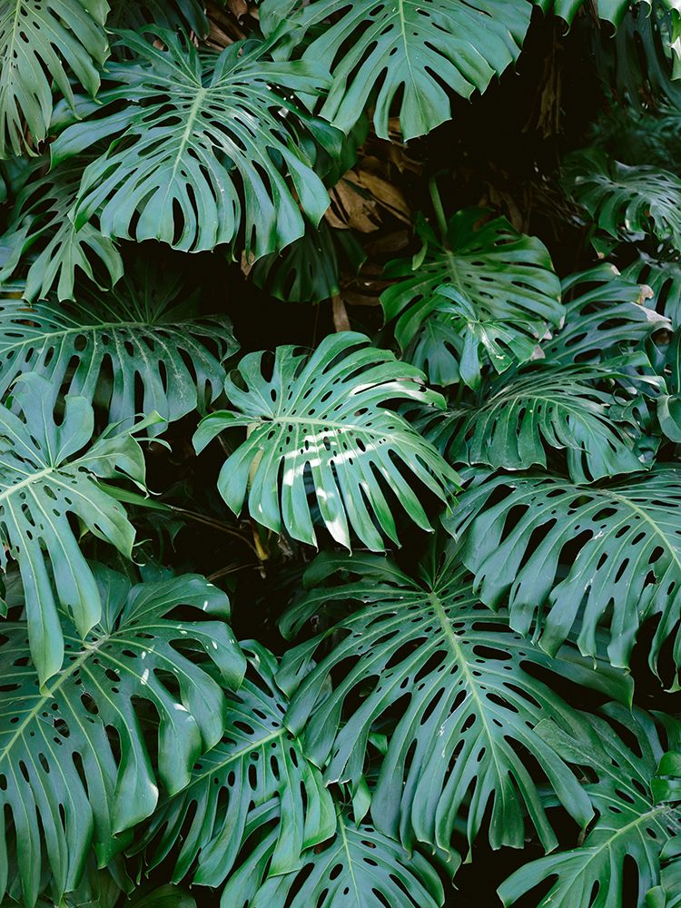 Monstera wall in Lisbon art print by Raisa Zwart for $57.95 CAD