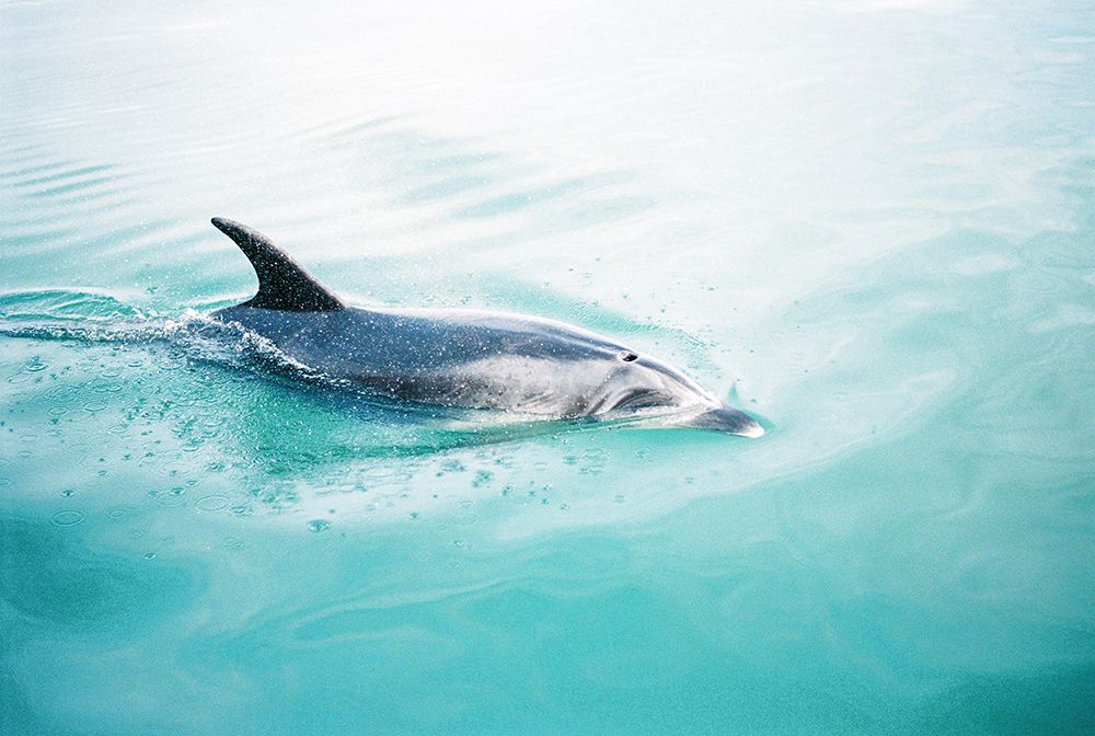 Dolphin N.Z. Northern art print by Raisa Zwart for $57.95 CAD