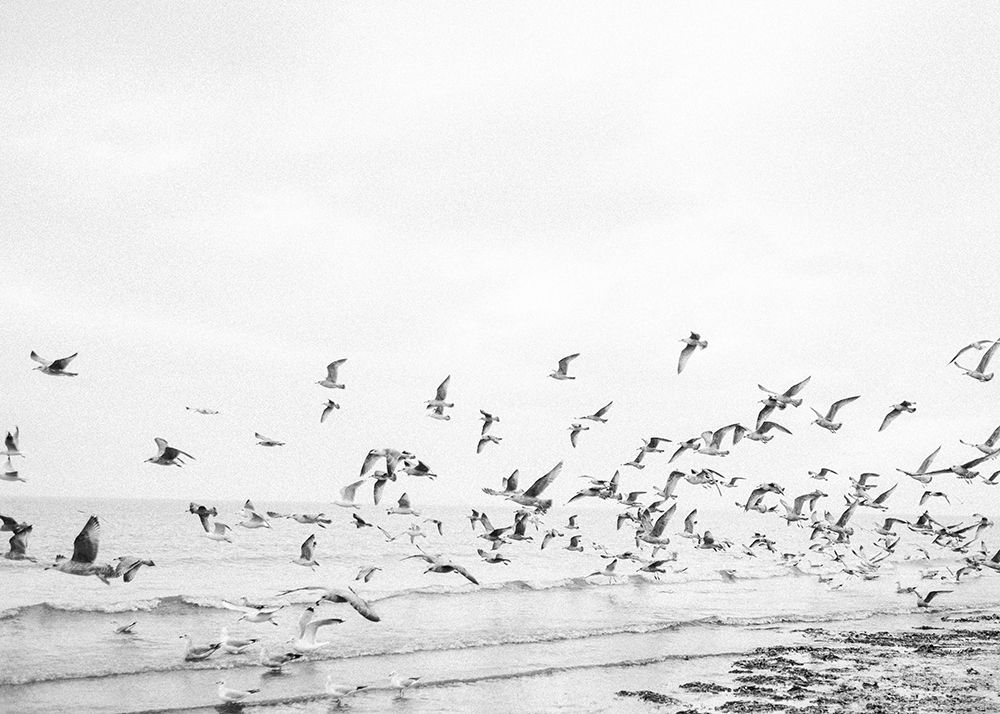 Seagulls - Coastal Black And White art print by Raisa Zwart for $57.95 CAD