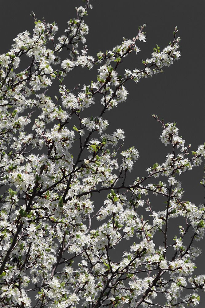 Spring Branches art print by Rosana Laiz Blursbyai for $57.95 CAD