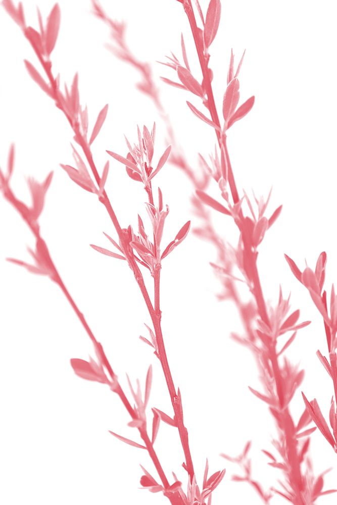 Pink Dainty Branch art print by Rosana Laiz Blursbyai for $57.95 CAD