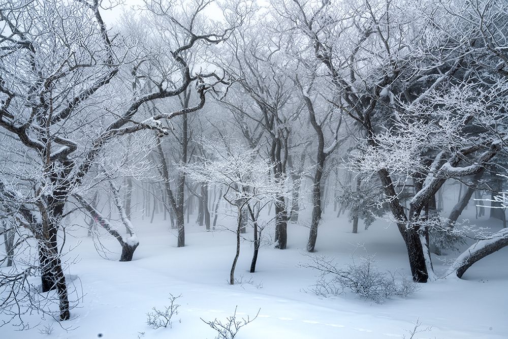 White Forest art print by Akira Nagase for $57.95 CAD