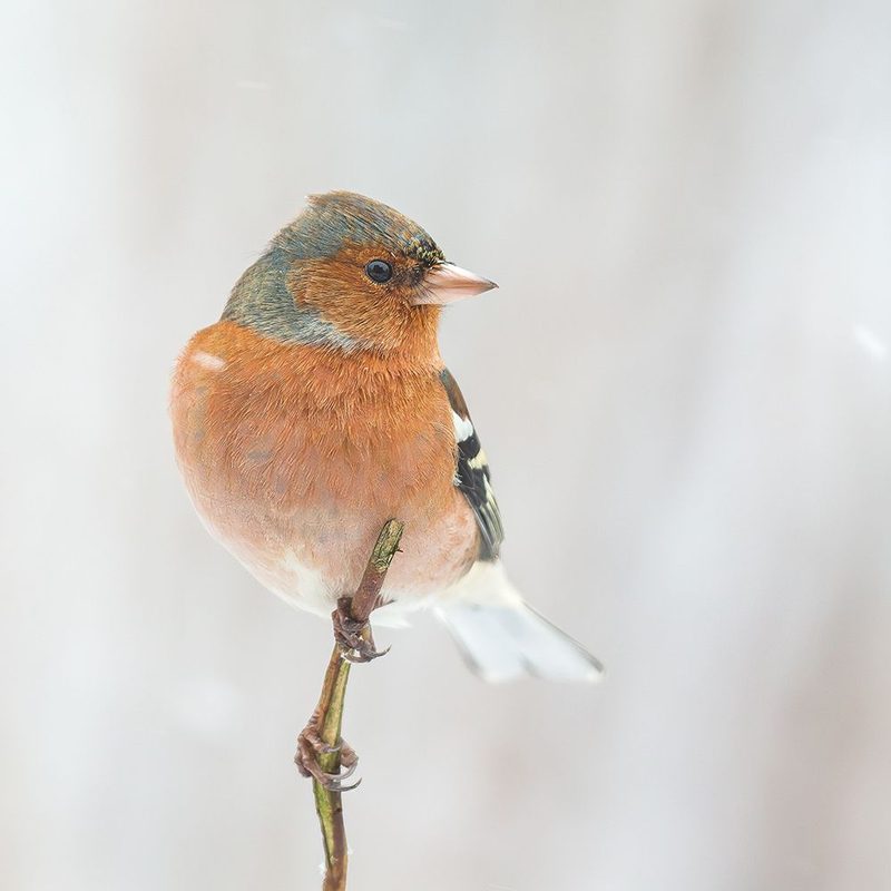 Common Chaffinch In Winter. art print by Annie Keizer for $57.95 CAD
