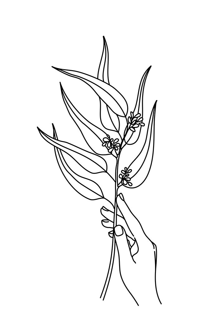 Seeded eucalyptus line art art print by Rosana Laiz Blursbyai for $57.95 CAD