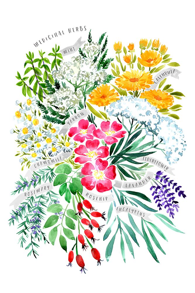 Medicinal Herbs art print by Rosana Laiz Blursbyai for $57.95 CAD