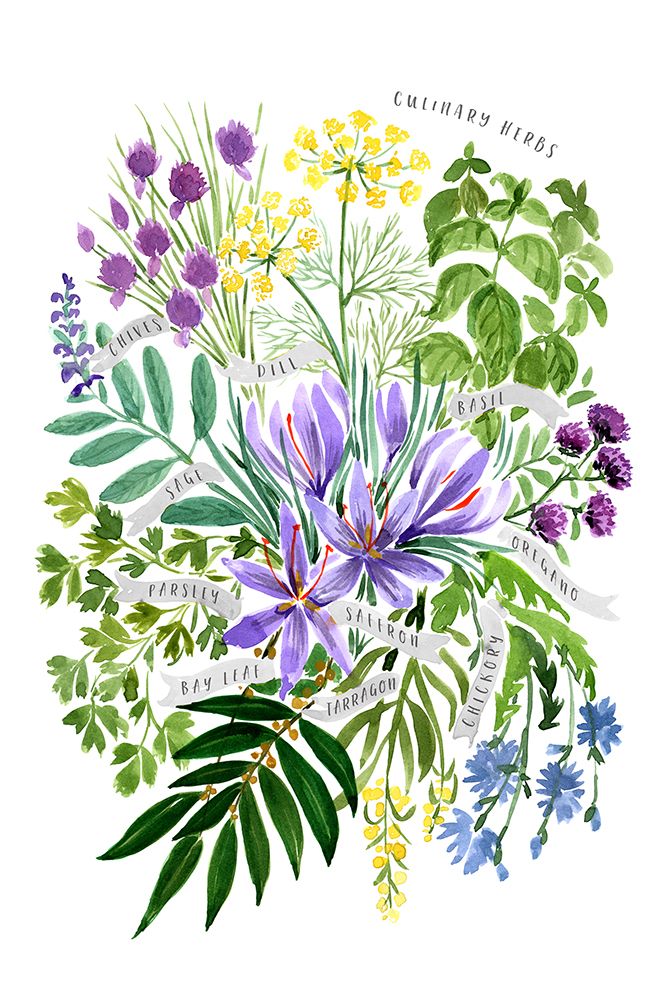 Culinary herbs art print by Rosana Laiz Blursbyai for $57.95 CAD