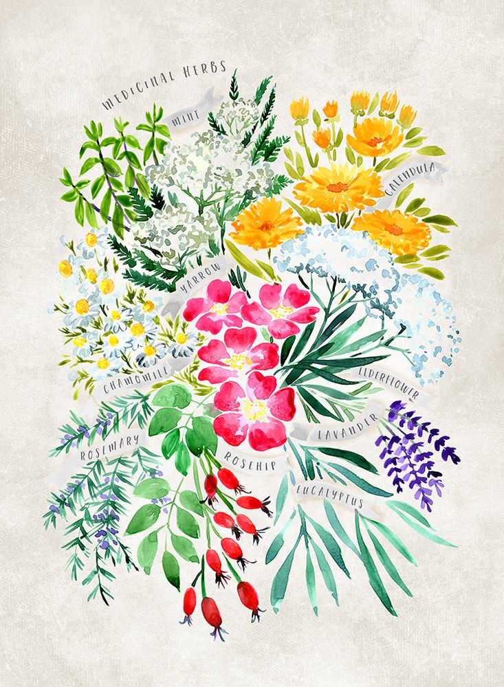Medicinal herbs in vintage gray art print by Rosana Laiz Blursbyai for $57.95 CAD
