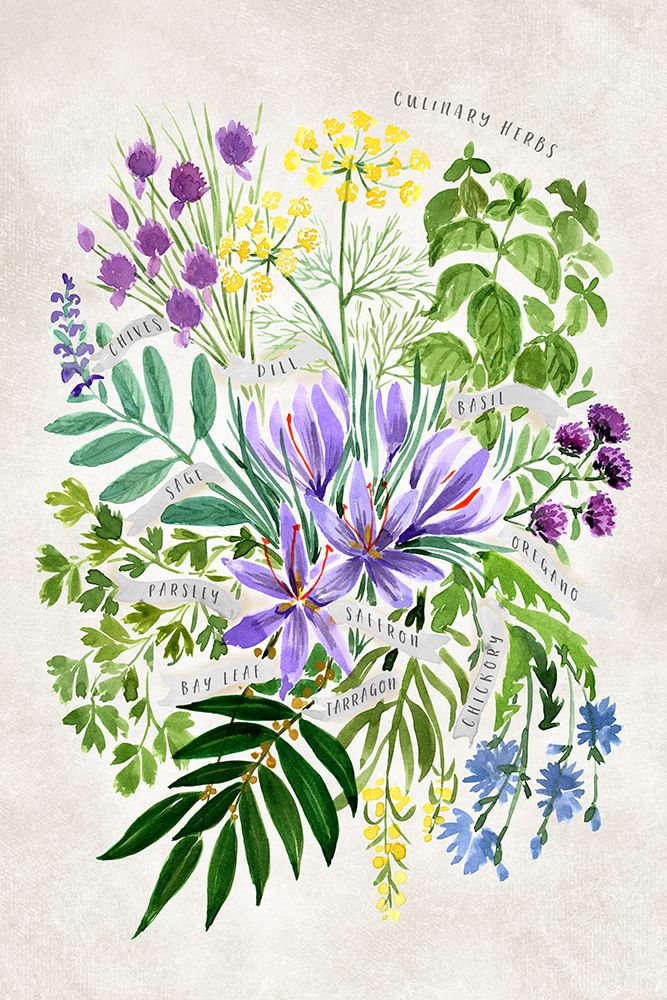 Culinary herbs in vintage gray art print by Rosana Laiz Blursbyai for $57.95 CAD