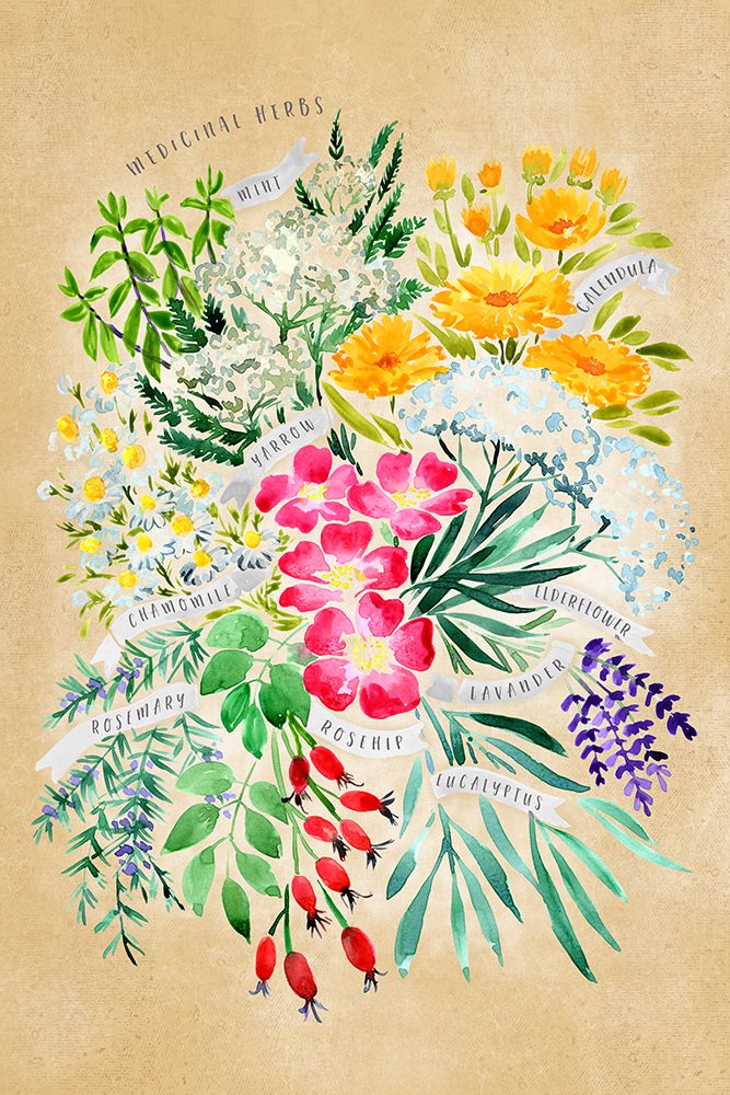 Medicinal herbs in vintage sepia art print by Rosana Laiz Blursbyai for $57.95 CAD