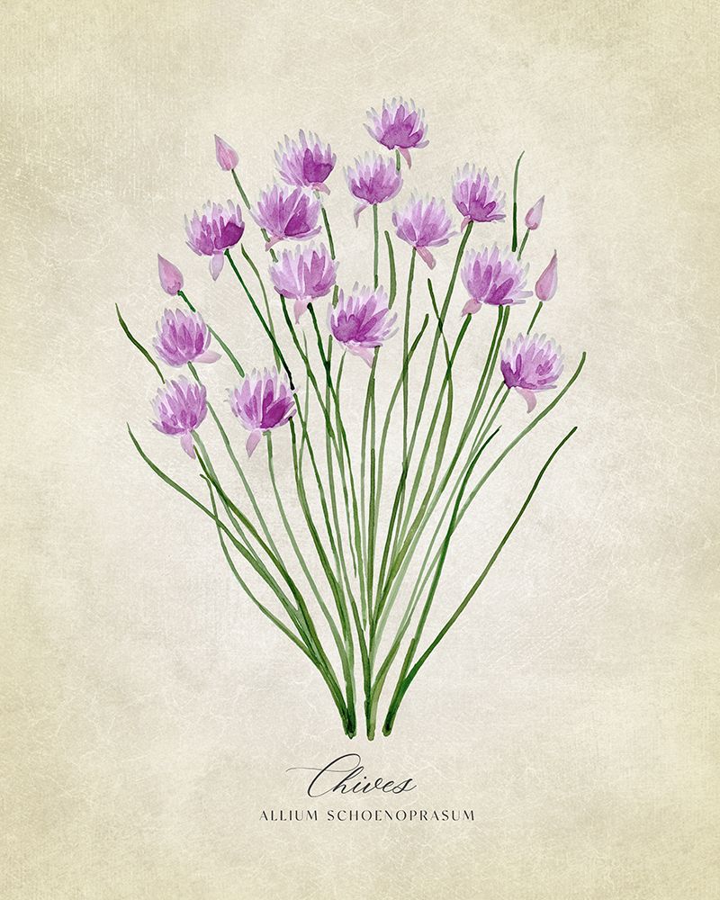 Chives vintage art print by Rosana Laiz Blursbyai for $57.95 CAD