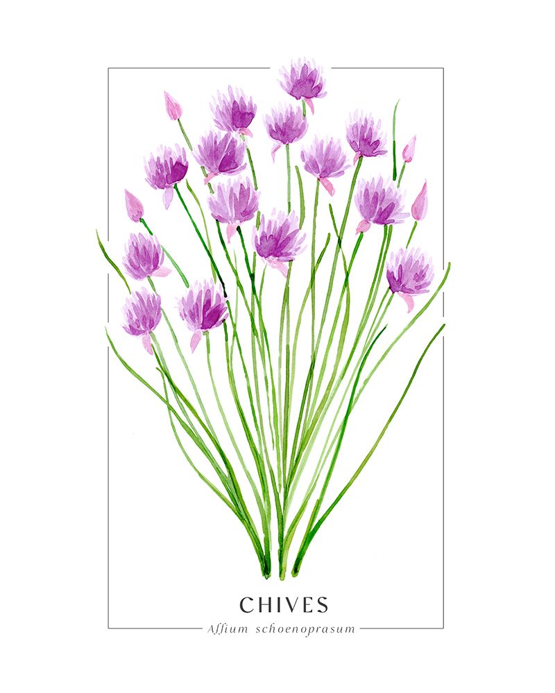 Chives II art print by Rosana Laiz Blursbyai for $57.95 CAD