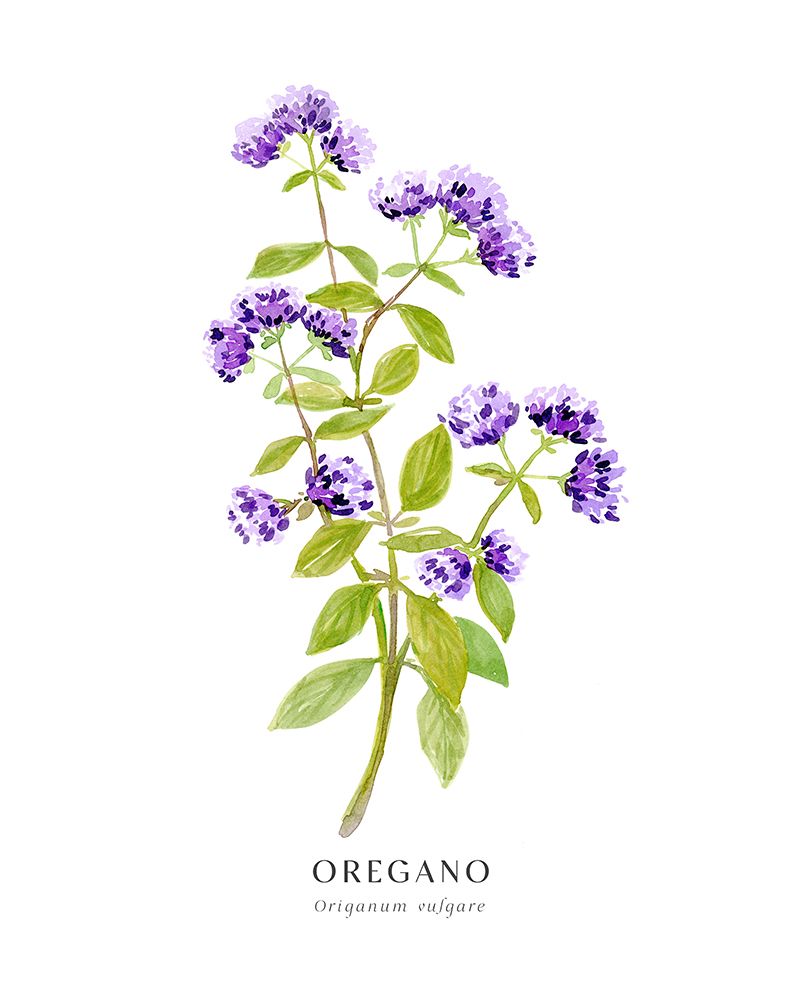 Oregano I art print by Rosana Laiz Blursbyai for $57.95 CAD