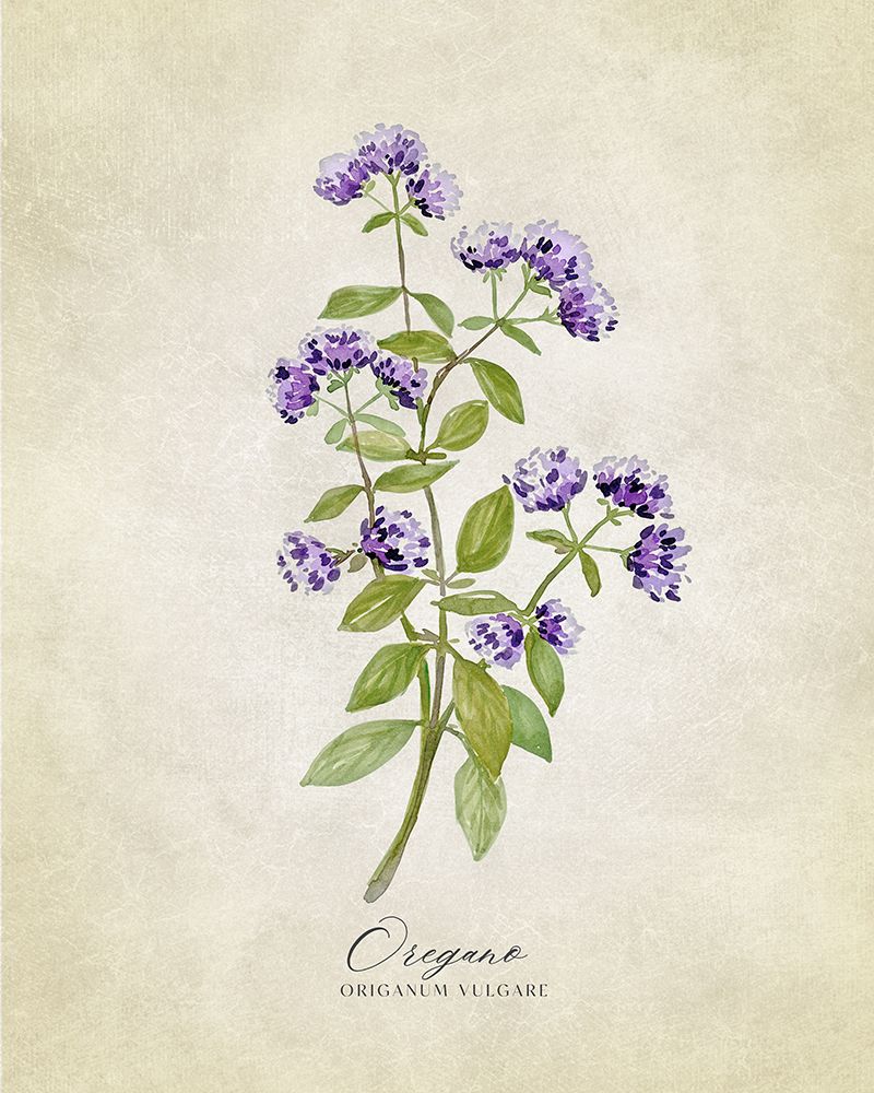 Oregano vintage art print by Rosana Laiz Blursbyai for $57.95 CAD